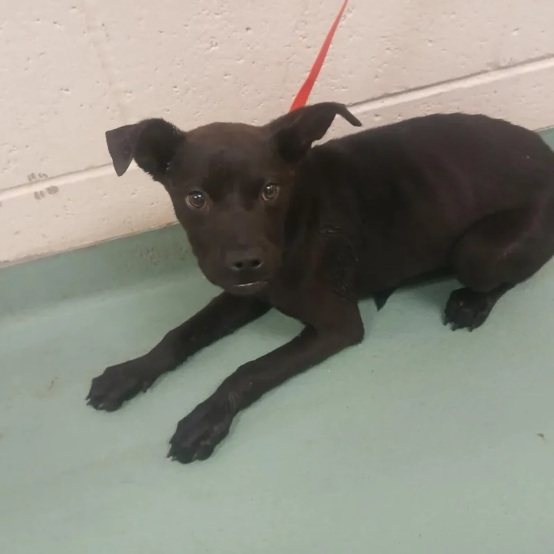 A baby small-sized female Black Mixed Breed dog named Minky for adoption in Memphis, TN