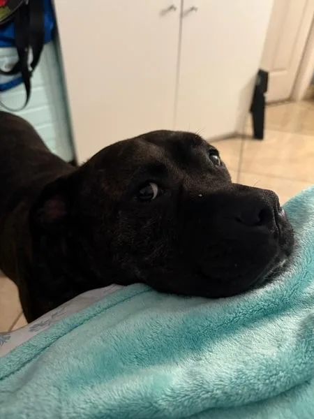 A senior large-sized male American Staffordshire Terrier dog named Barbecue for adoption in Oceanside, CA