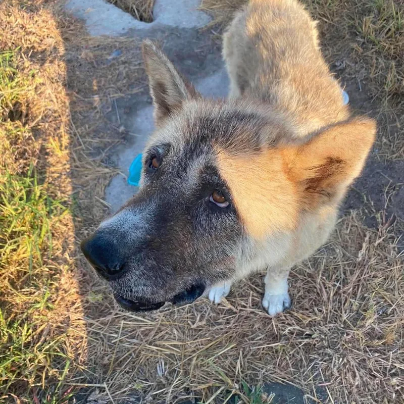 An adult large-sized male White / Cream Akita dog named Tank for adoption in Stephens City, VA