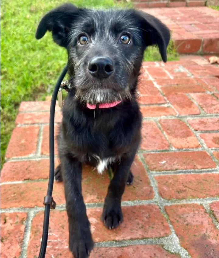 A baby medium-sized male Australian Shepherd dog named Murdoch for adoption in Los Angeles, CA