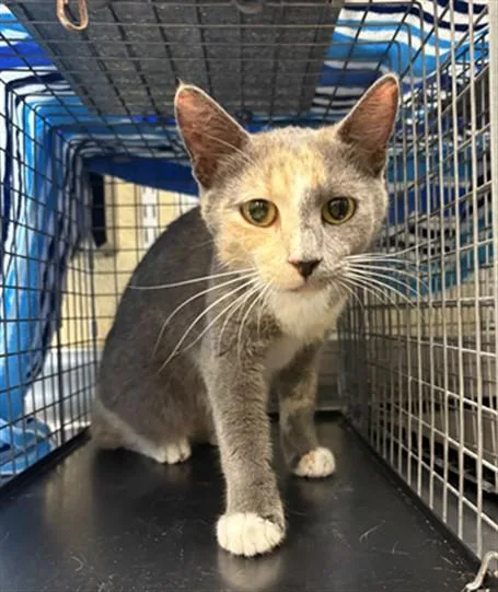 A young medium-sized female Domestic Short Hair cat named Blair for adoption in Fort Myers, FL
