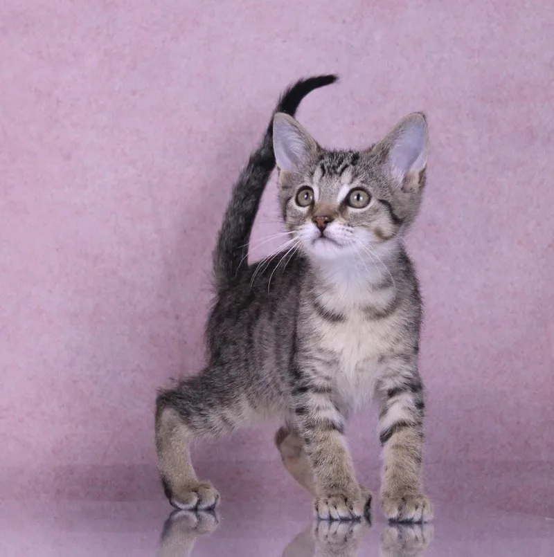 A baby medium-sized female Tabby (Gray / Blue / Silver) Domestic Short Hair cat named Summer for adoption in Tuscaloosa, AL