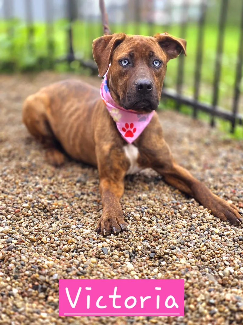 A baby large-sized female Mastiff dog named Victoria for adoption in Walthill, NE