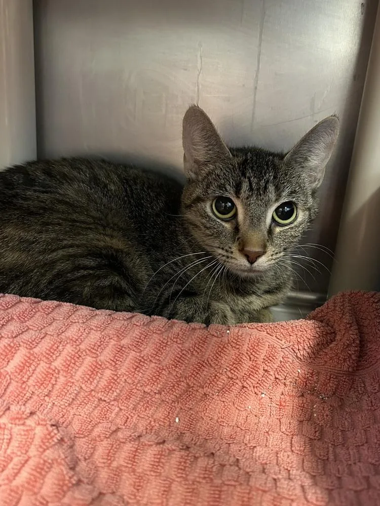 An adult medium-sized female Domestic Short Hair cat named Izzie for adoption in Bowling Green, OH