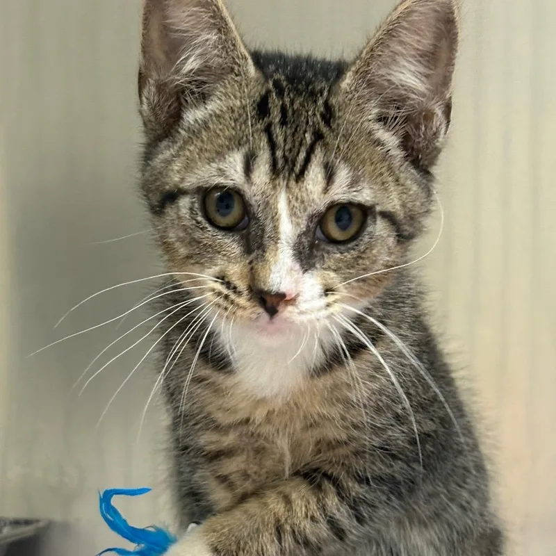 A baby small-sized male Gray / Blue / Silver Domestic Short Hair cat named Wilson for adoption in Milton, FL