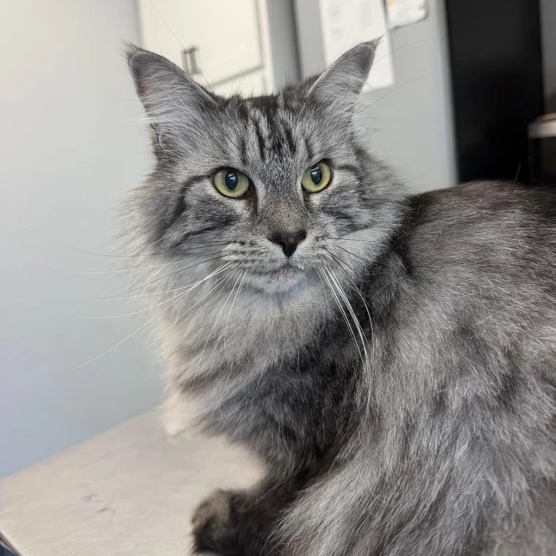 A senior extra large-sized male Gray / Blue / Silver Domestic Long Hair cat named Ben Patterson for adoption in Watertown, NY