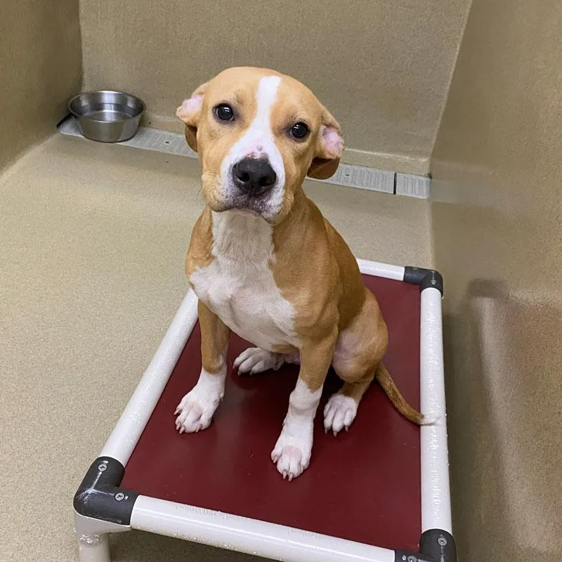 A young medium-sized male White / Cream Pit Bull Terrier dog named Linus for adoption in Monroe, GA
