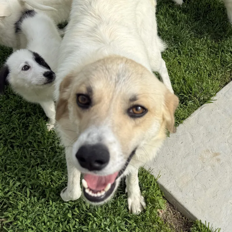 Heidi