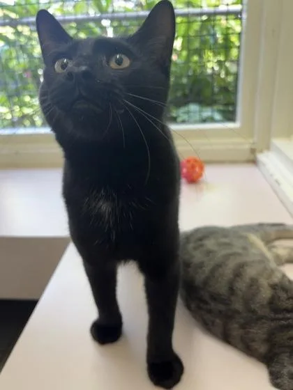 A baby small-sized male Domestic Short Hair cat named Vesper for adoption in Honolulu, HI