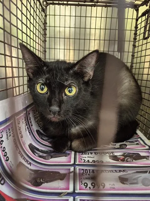 A young medium-sized male Domestic Medium Hair cat named Horza for adoption in San Antonio, TX