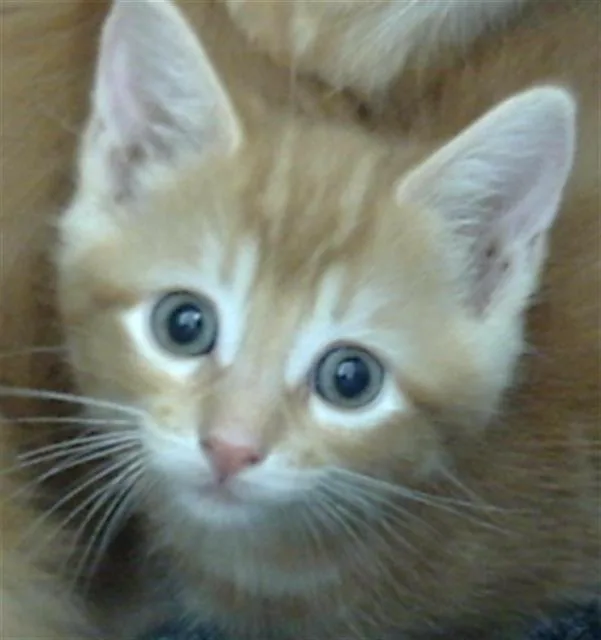 A baby medium-sized male Domestic Medium Hair cat named Teddy for adoption in Dallas, TX