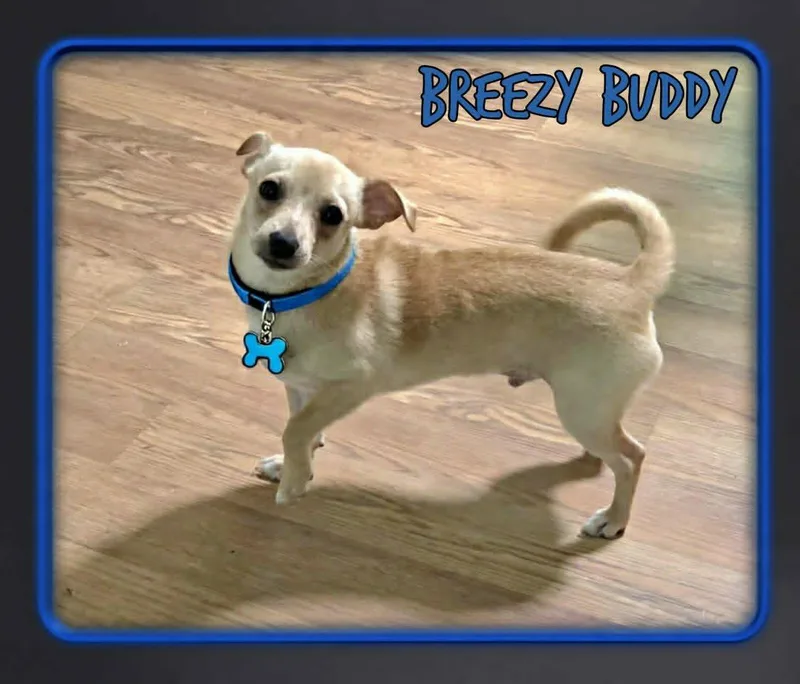 A young small-sized male Apricot / Beige Chihuahua dog named Buddy for adoption in Grove, OK