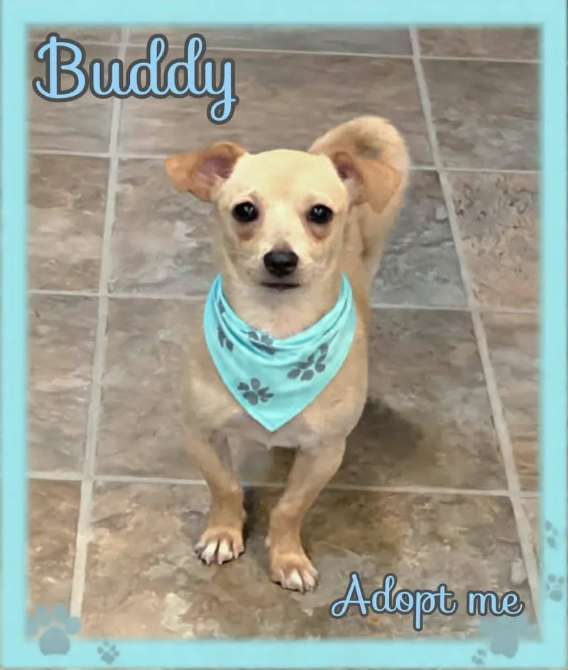 Buddy thumbnail 2