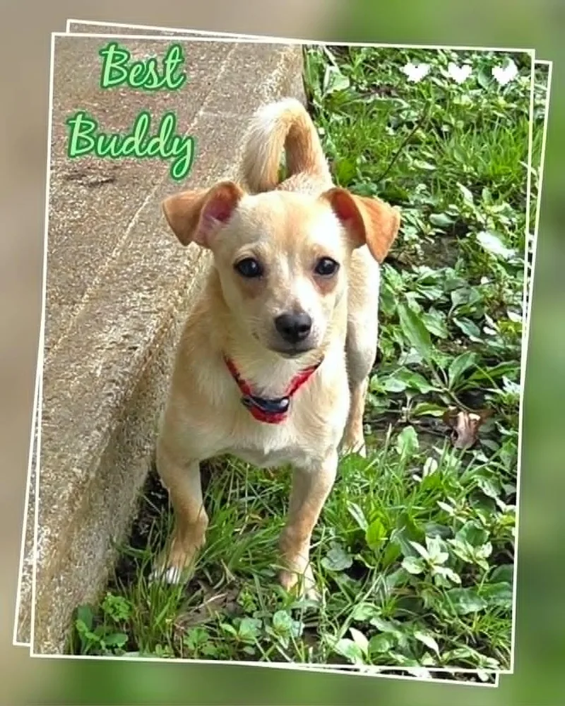 Buddy thumbnail 4