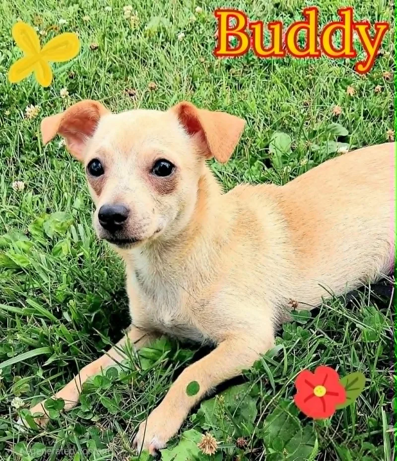 Buddy thumbnail 5