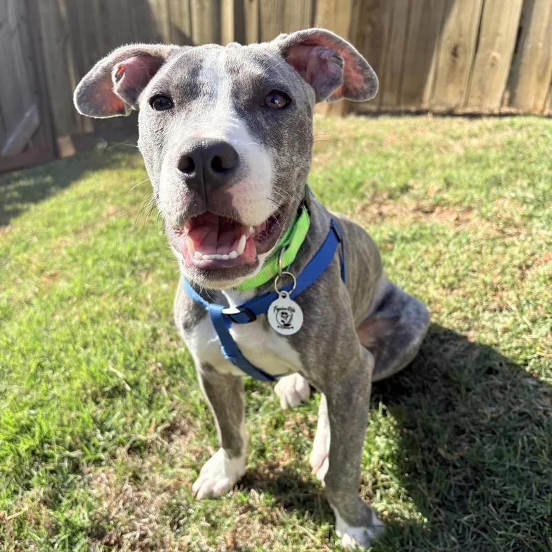 A young medium-sized female Gray / Blue / Silver Pit Bull Terrier dog named Trudi for adoption in Raleigh, NC