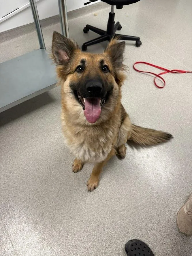 A young medium-sized female Mixed Breed dog named Nelli for adoption in Minot, ND