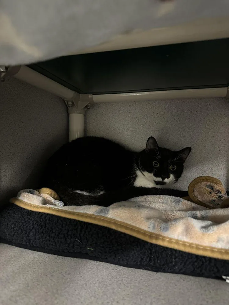 An adult small-sized male Black Domestic Short Hair cat named Soup for adoption in Alexandria, VA