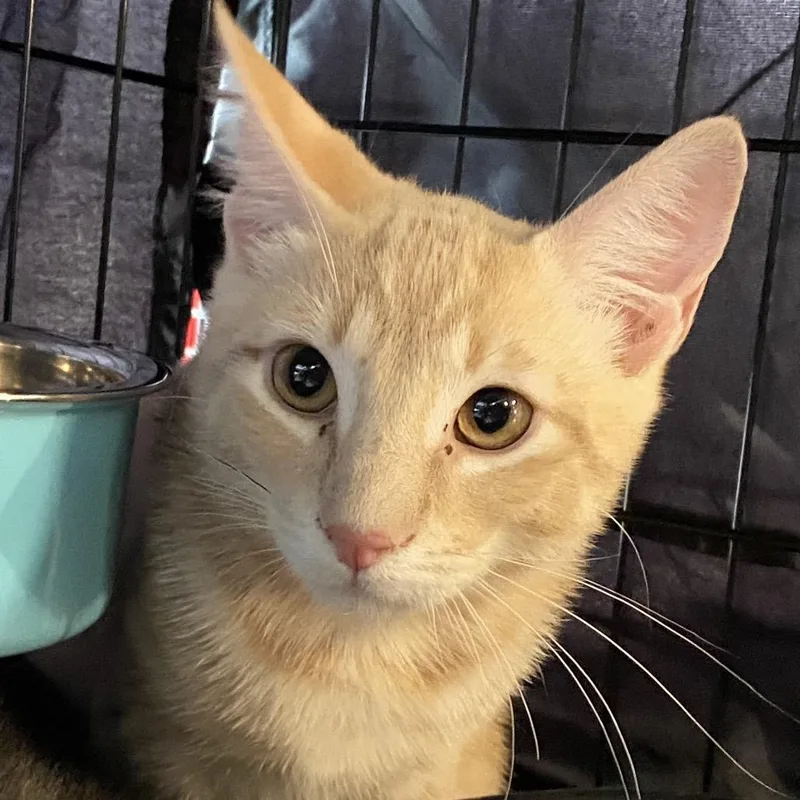 Evenrude thumbnail 2