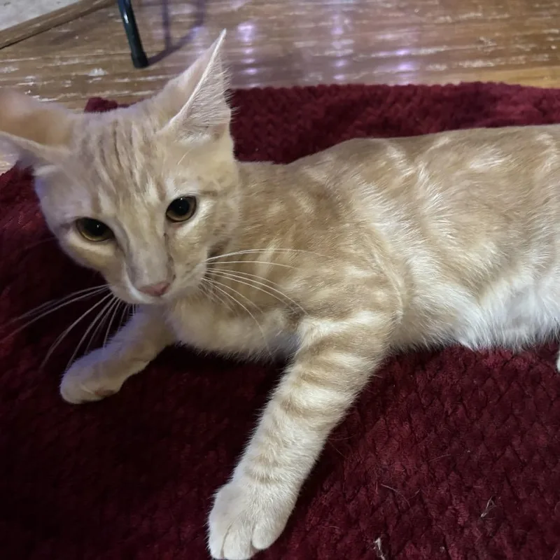 Evenrude thumbnail 3