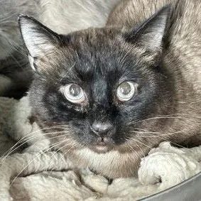 A senior medium-sized male Snowshoe cat named Marlin for adoption in New York, NY