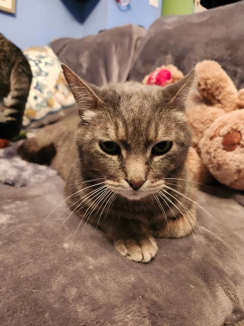 Penelope thumbnail 2