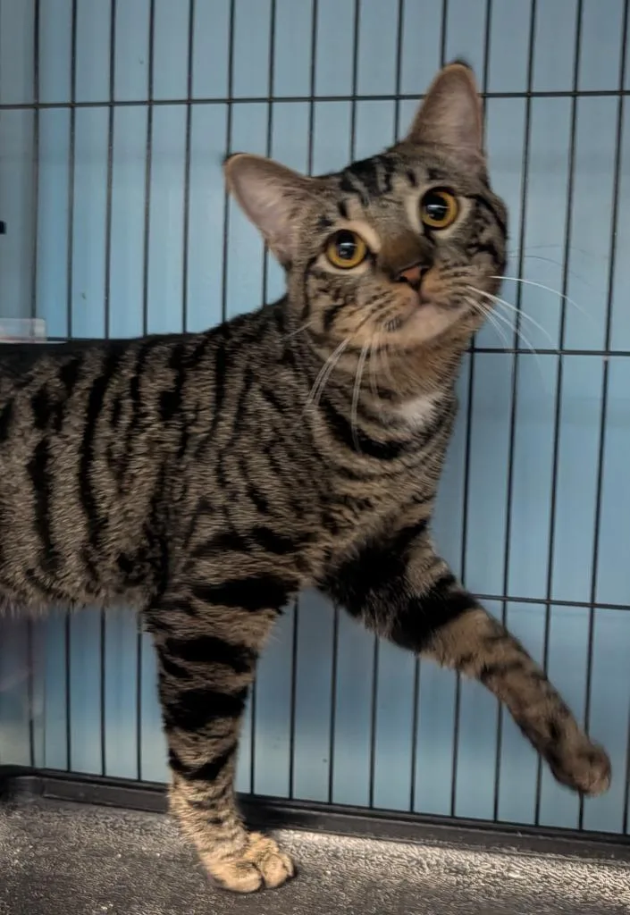 A young medium-sized male Domestic Short Hair cat named Bubs Flirt for adoption in Shelton, WA