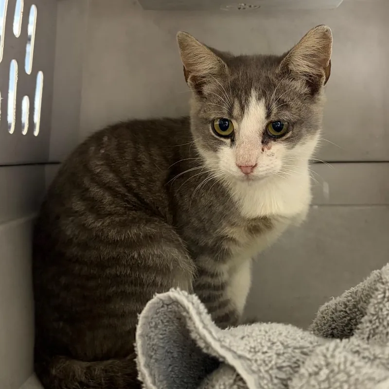 A baby small-sized male Domestic Short Hair cat named Oleander for adoption in Milton, FL