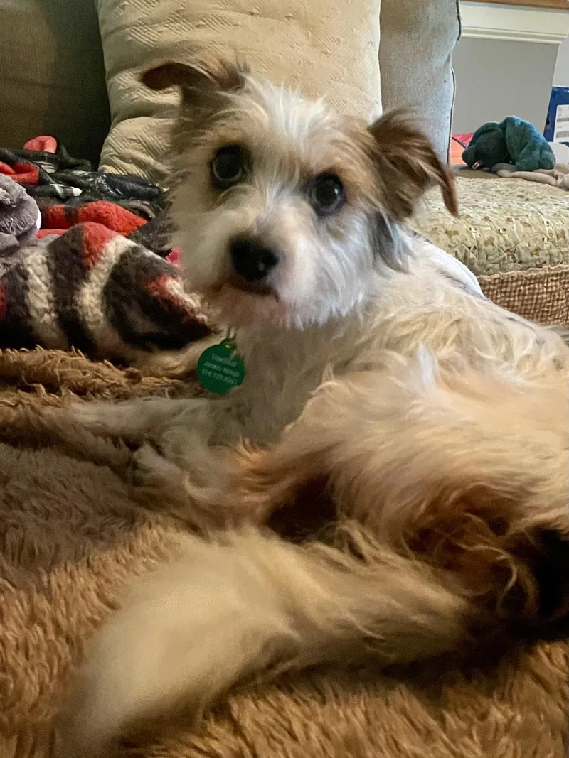 A young small-sized male Scottish Terrier dog named Ruffles for adoption in Hillsborough, NC
