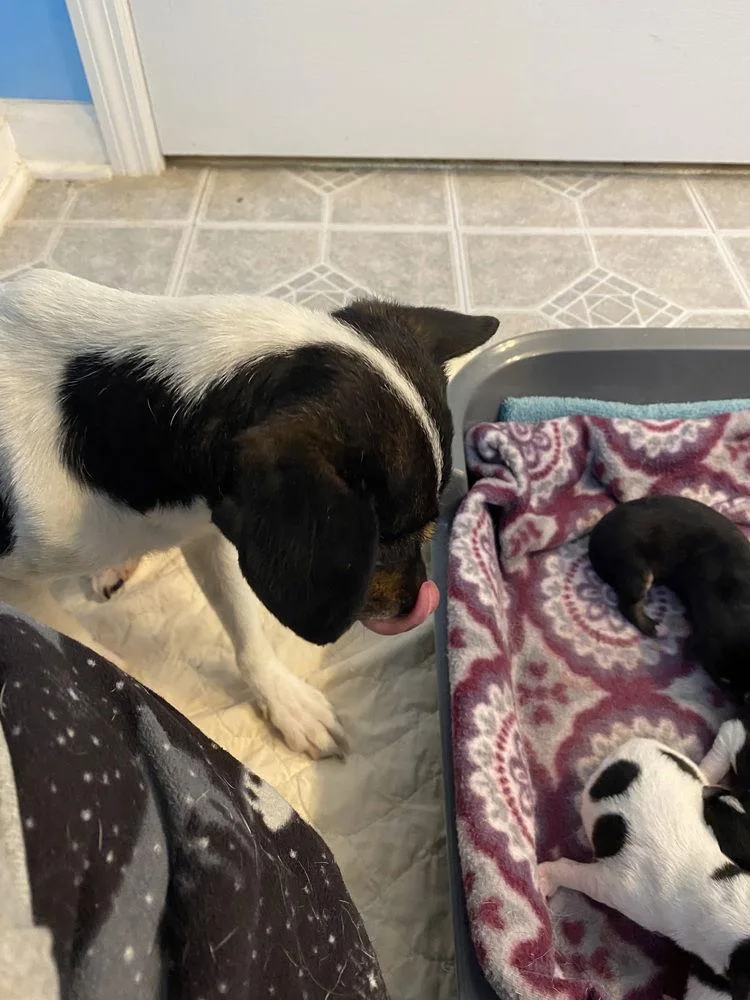 Augustina+~ thumbnail 3