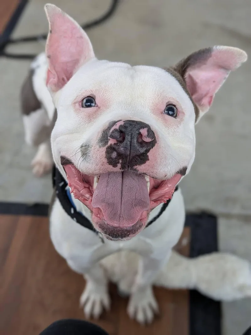 A young medium-sized male Mixed Breed dog named Ricky for adoption in Jamesville, NY