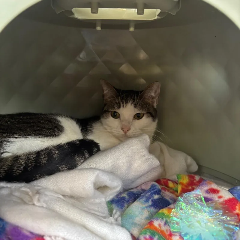 A senior medium-sized female Brown / Chocolate Domestic Short Hair cat named Snowball for adoption in Spokane, WA