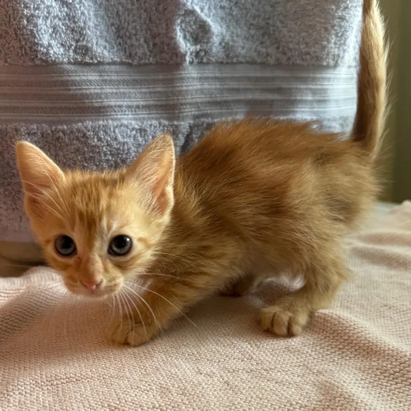 A baby small-sized female Orange / Red Domestic Short Hair cat named Oatmeal Raisin for adoption in Stephenville, TX