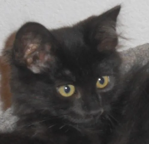 A baby medium-sized female Black Manx cat named Kellesey for adoption in North Highlands, CA