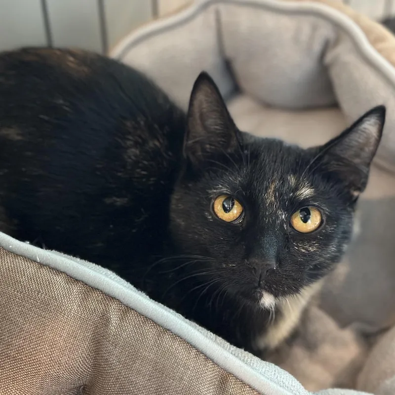 A young medium-sized female Tortoiseshell Domestic Short Hair cat named Sheba for adoption in Matteson, IL