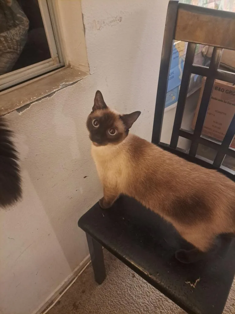 An adult medium-sized female Seal Point Domestic Short Hair cat named Lil Susie for adoption in Mira Loma, CA