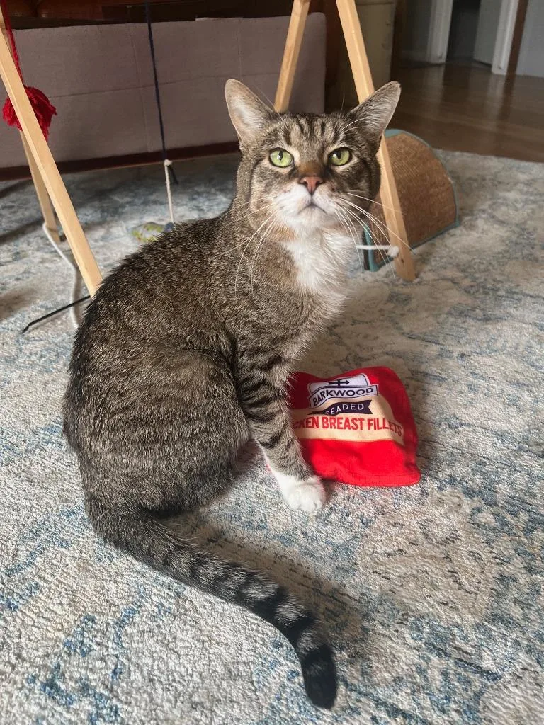 An adult medium-sized male Domestic Short Hair cat named Mingus for adoption in Minneapolis, MN