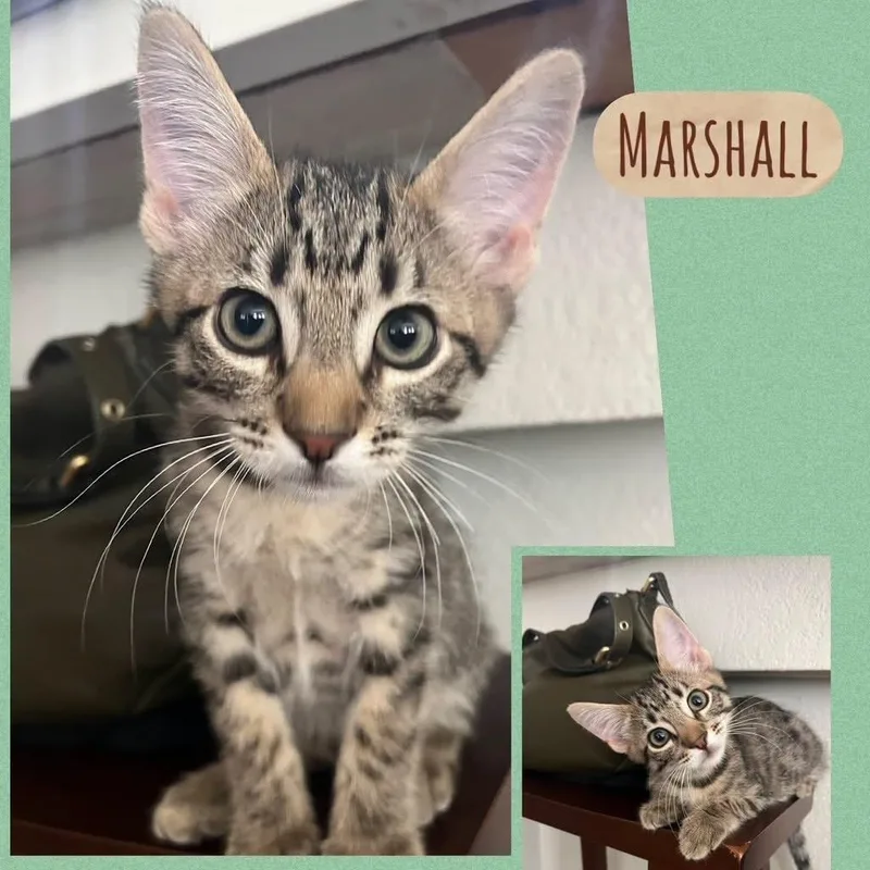 A baby small-sized male Brown / Chocolate Domestic Short Hair cat named Marshall for adoption in Orangevale, CA