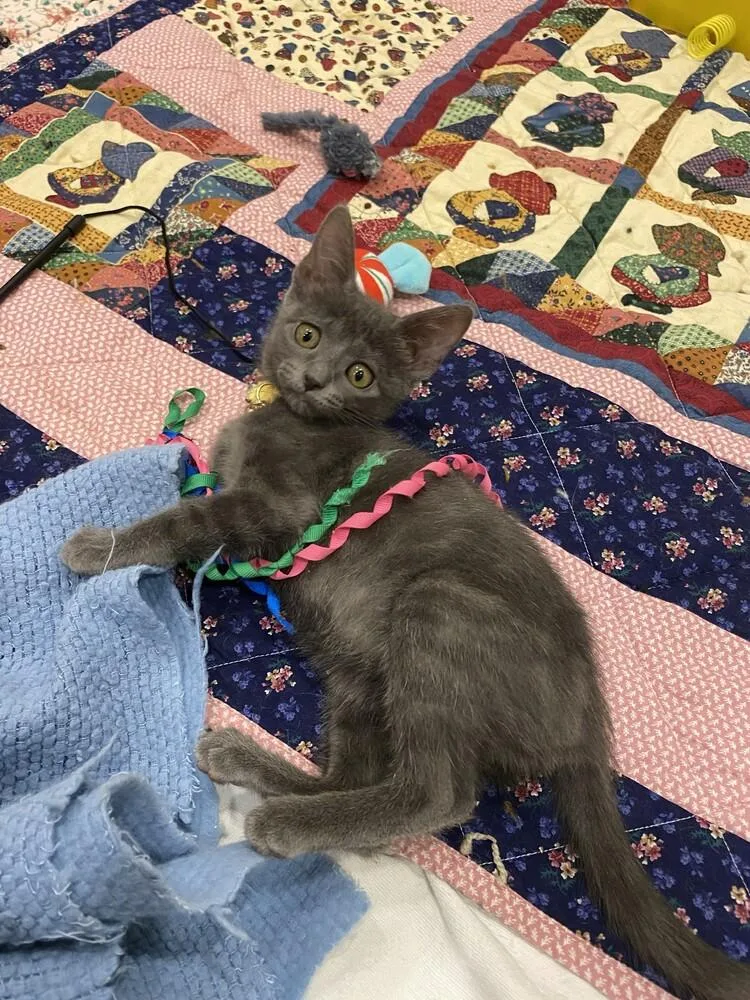 A baby small-sized female Gray / Blue / Silver Domestic Short Hair cat named Briquettes for adoption in Aurora, CO