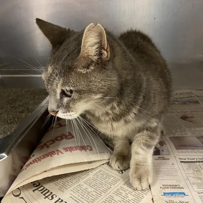A young medium-sized female Domestic Short Hair cat named Emma for adoption in Monroe, LA