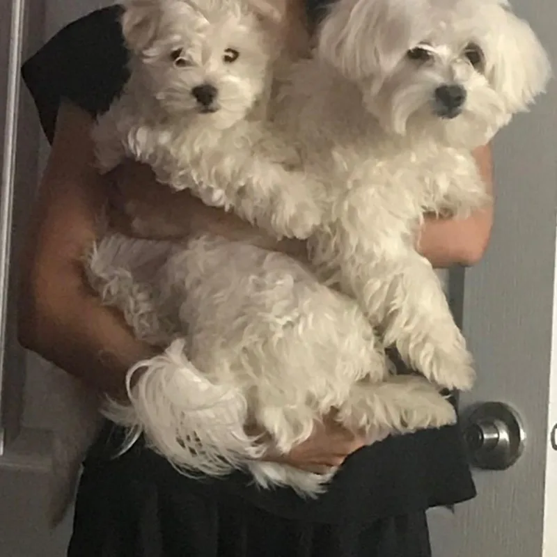 Polo And Prince thumbnail 2