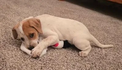A baby medium-sized female Beagle dog named Jubilie for adoption in Aurora, IL