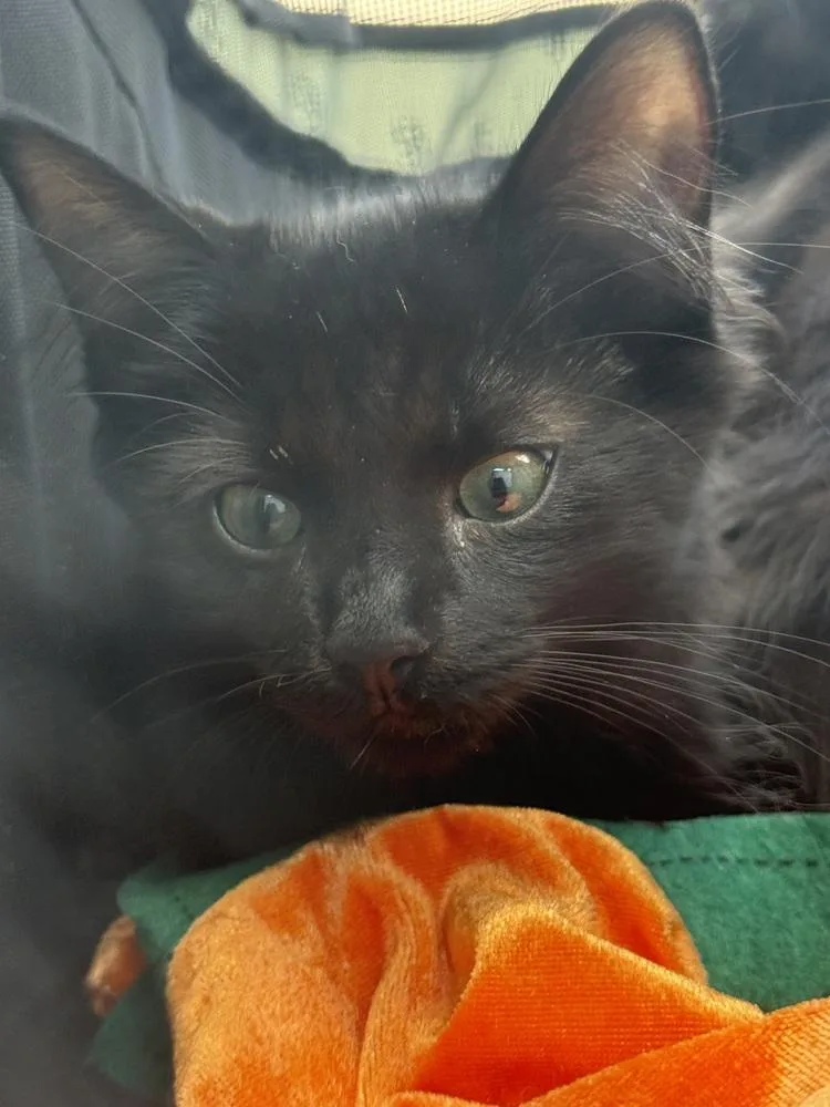 A baby small-sized male Black & White / Tuxedo Domestic Short Hair cat named Gary for adoption in Lincoln Park, MI