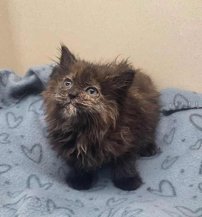 A baby small-sized female Domestic Long Hair cat named Mercades for adoption in Washington Court House, OH