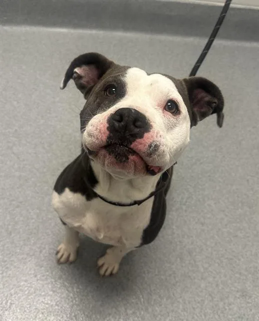 An adult medium-sized female Pit Bull Terrier dog named Ventress for adoption in Indianapolis, IN