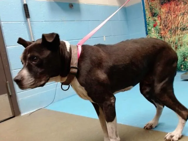 A senior medium-sized female Pit Bull Terrier dog named Queenie for adoption in Moreno Valley, CA