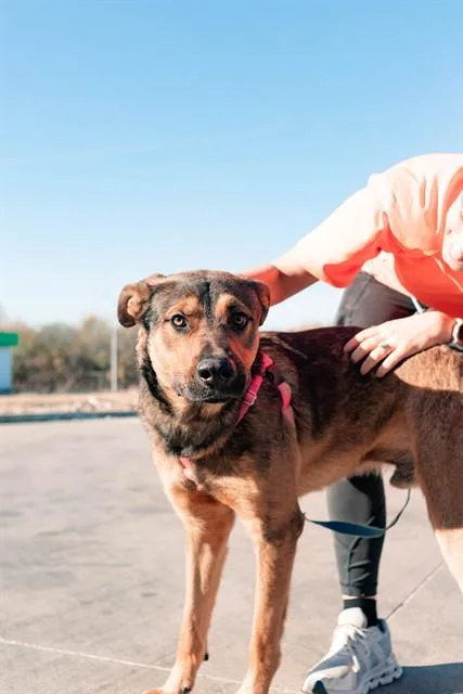 An adult extra large-sized male Mixed Breed dog named Vinnie for adoption in Dallas, TX