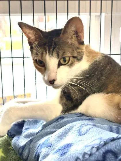 A young medium-sized female Domestic Short Hair cat named Zsa Zsa for adoption in New Orleans, LA