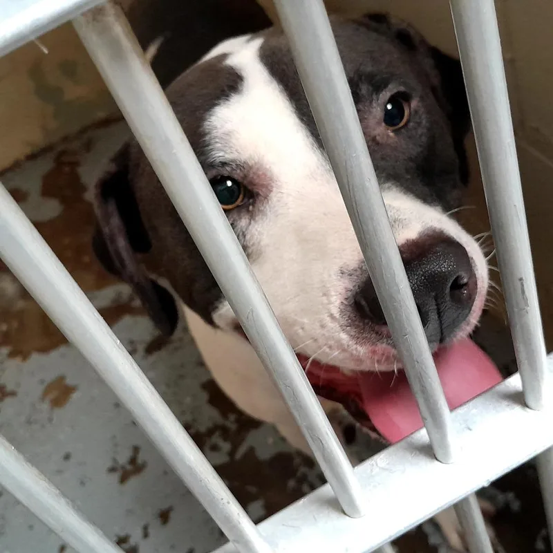 An adult small-sized male Black Pit Bull Terrier dog named Thor for adoption in Douglas, AZ