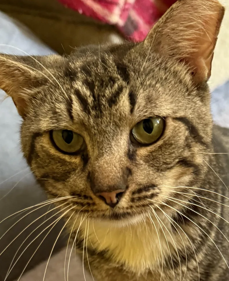 An adult large-sized male Domestic Short Hair cat named Huey for adoption in Clayton, NC